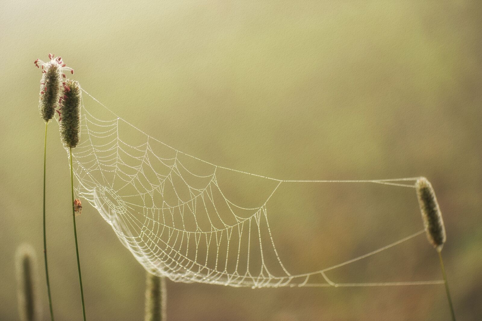 Nikon D3S sample photo. Autumn, grass, nature photography