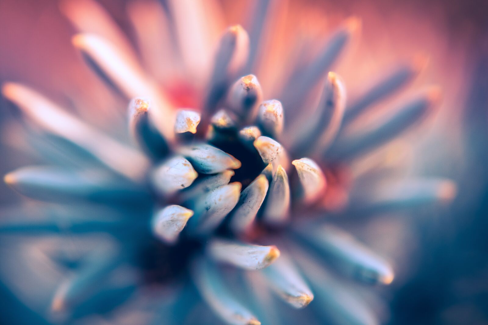 Nikon D3400 sample photo. Nature, abstract, plant photography