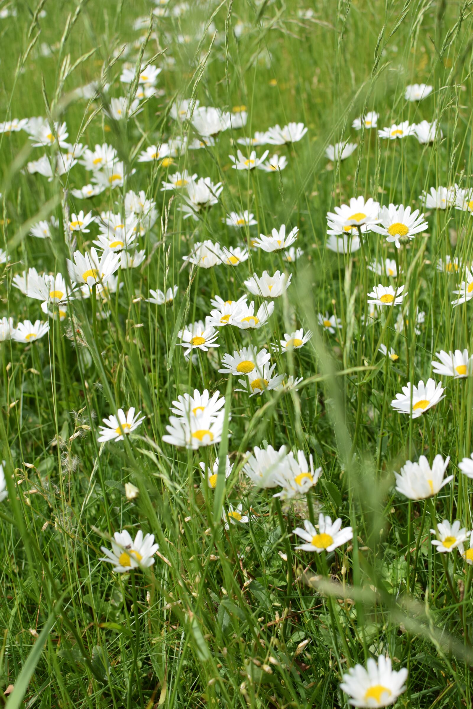 Nikon D5300 sample photo. Meadow, flowers, bee meadow photography
