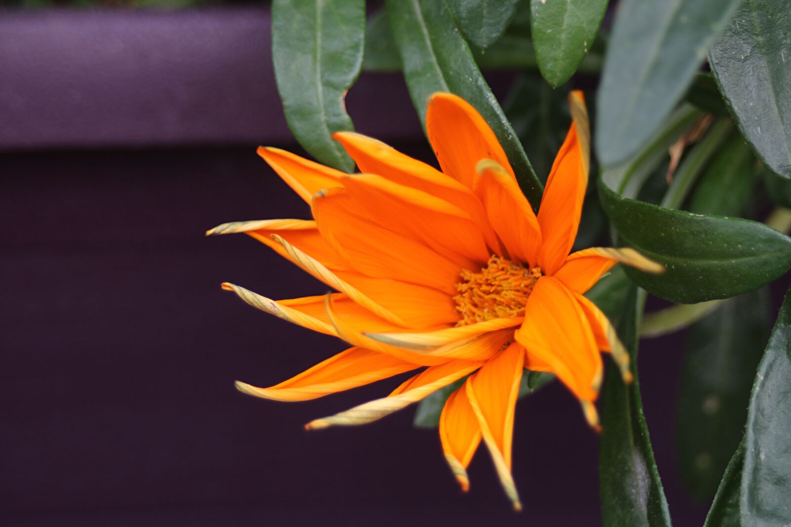 Canon EOS 750D (EOS Rebel T6i / EOS Kiss X8i) + Canon EF 28-80mm f/3.5-5.6 sample photo. Flower, nature, orange photography