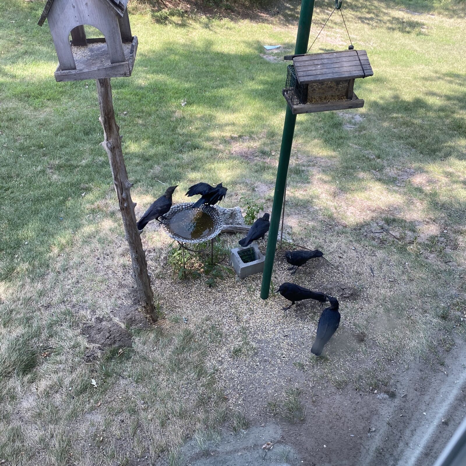 Apple iPhone 11 Pro Max sample photo. Feeding birds, crows, murder photography