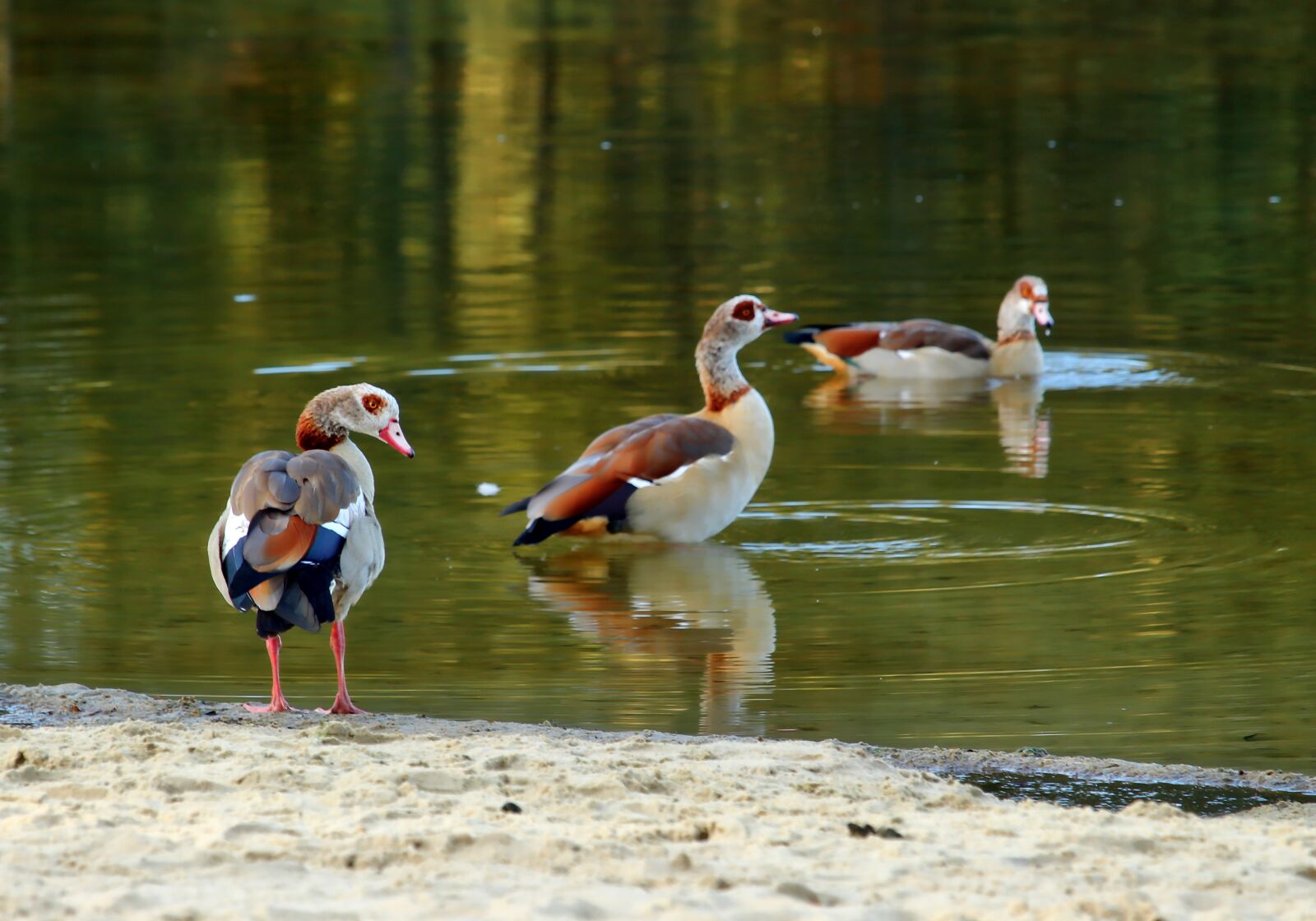 Canon EF-S 55-250mm F4-5.6 IS STM sample photo. Nilgans, bird, goose photography