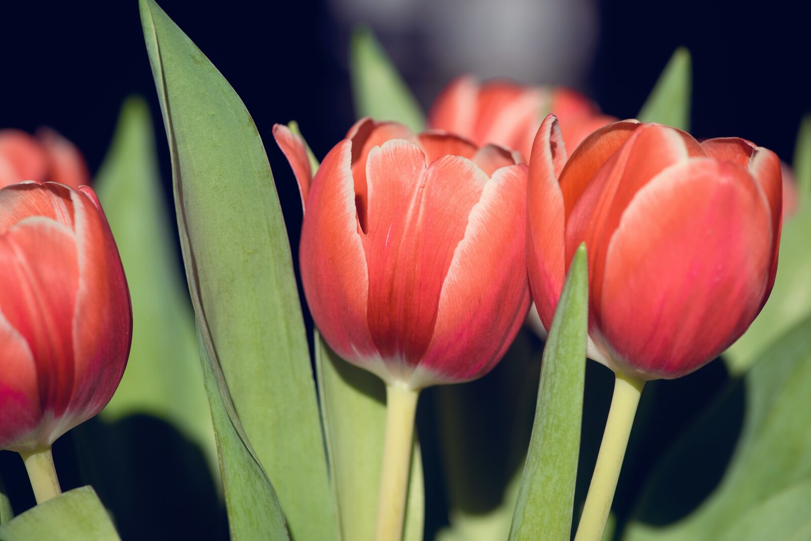 Nikon D750 sample photo. Tulips, flowers, red photography