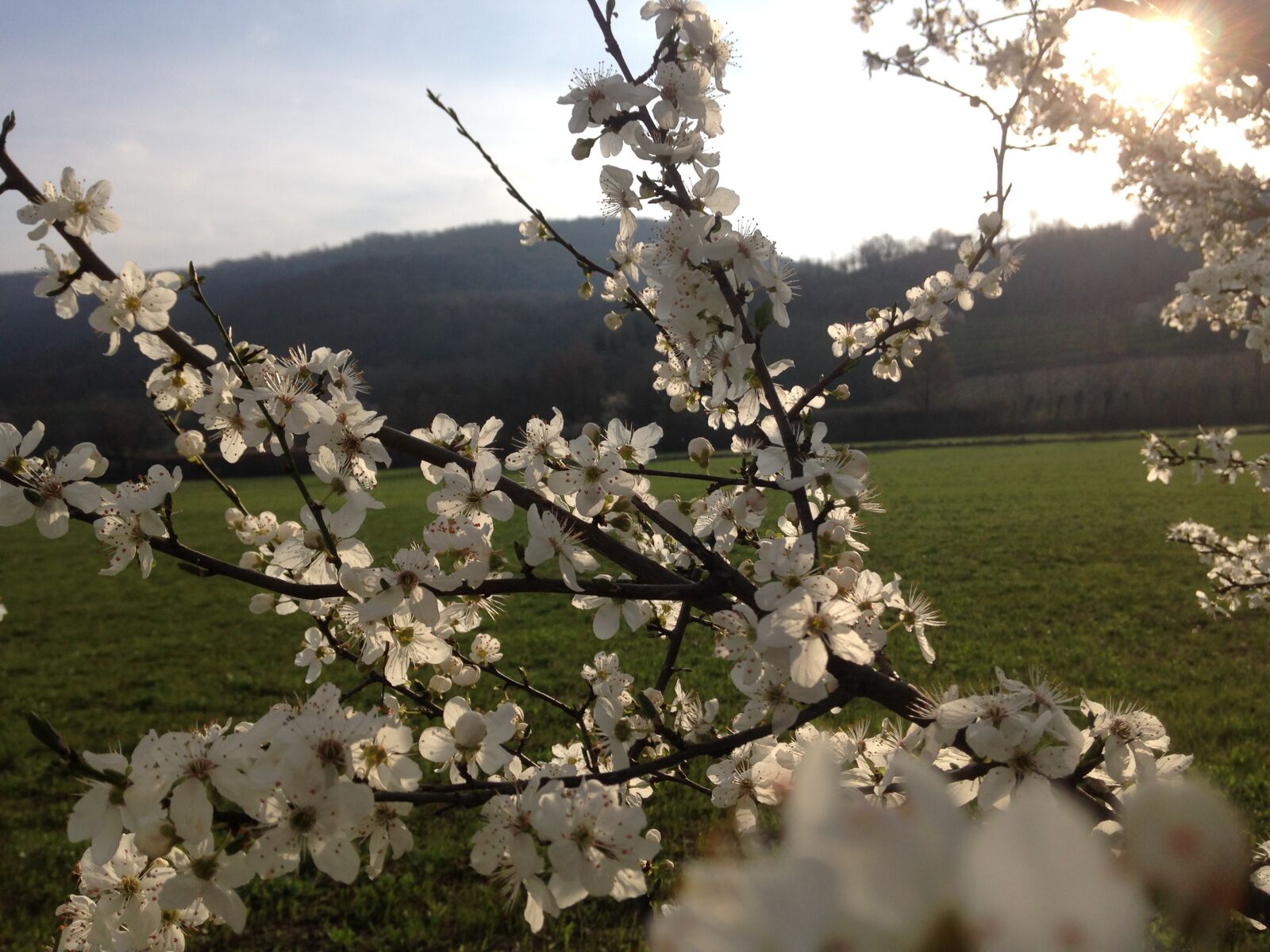 iPhone 5 back camera 4.12mm f/2.4 sample photo. Hawthorn, flower, before photography