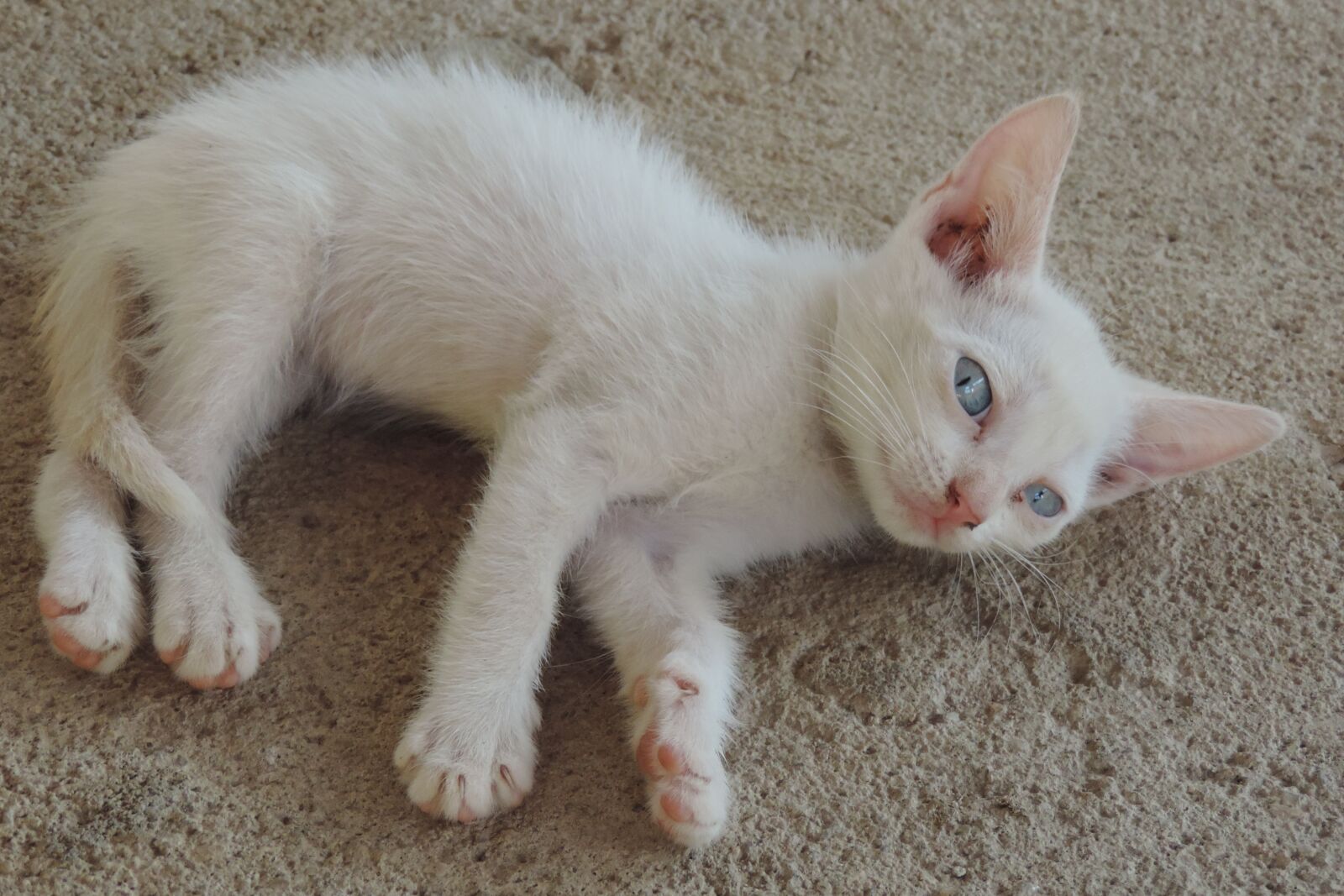 Nikon Coolpix P520 sample photo. Kitten, white, animal photography