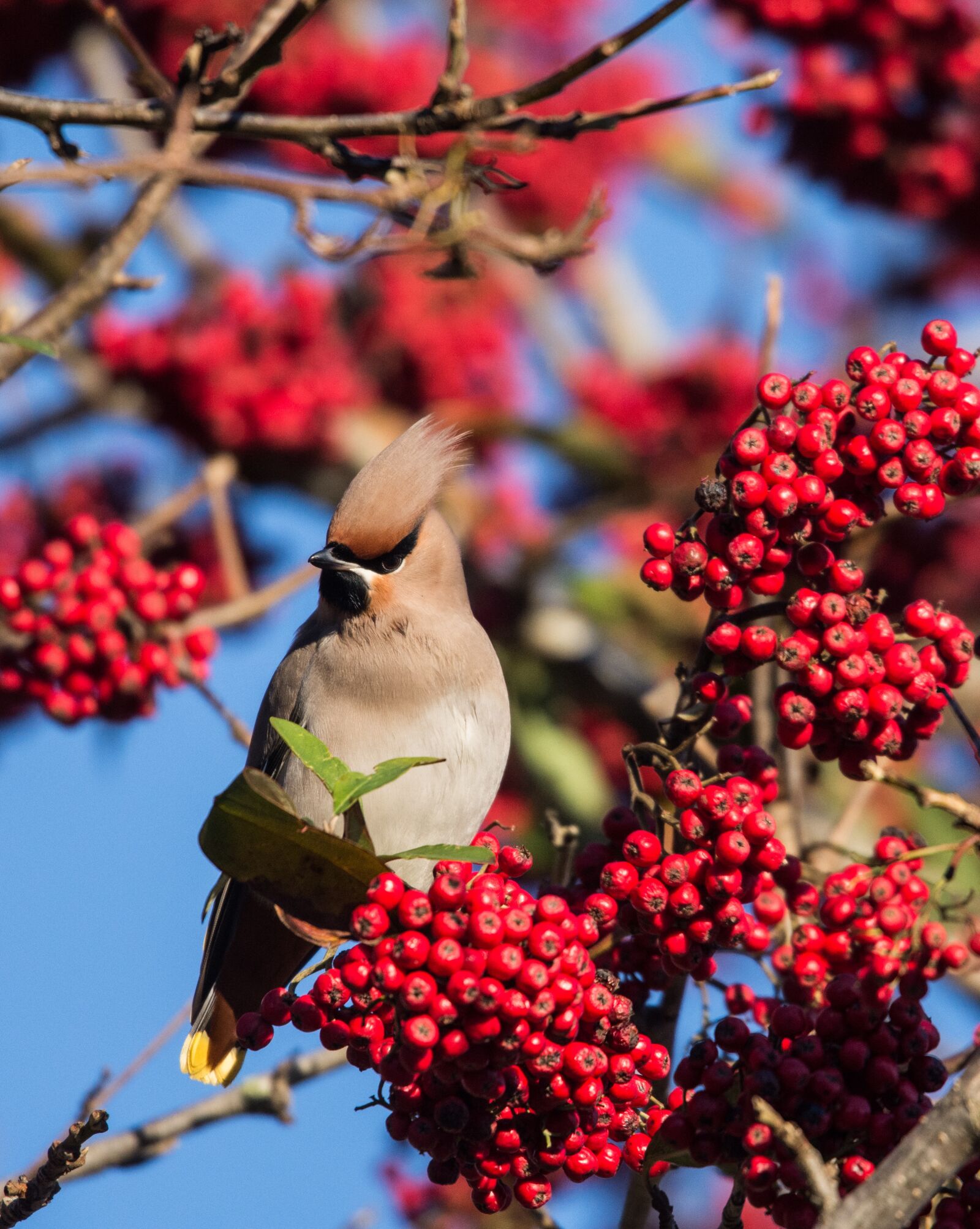 Nikon D7200 sample photo. Bird, waxwing, nature photography