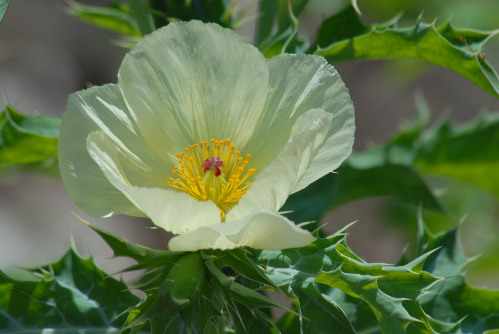 Nikon D200 sample photo. Chicalote regional, flowers, wild photography