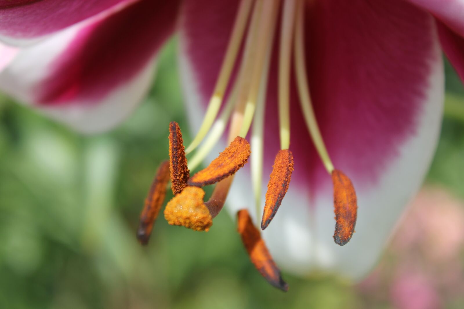 Canon EOS 550D (EOS Rebel T2i / EOS Kiss X4) sample photo. Lily, white, pink photography