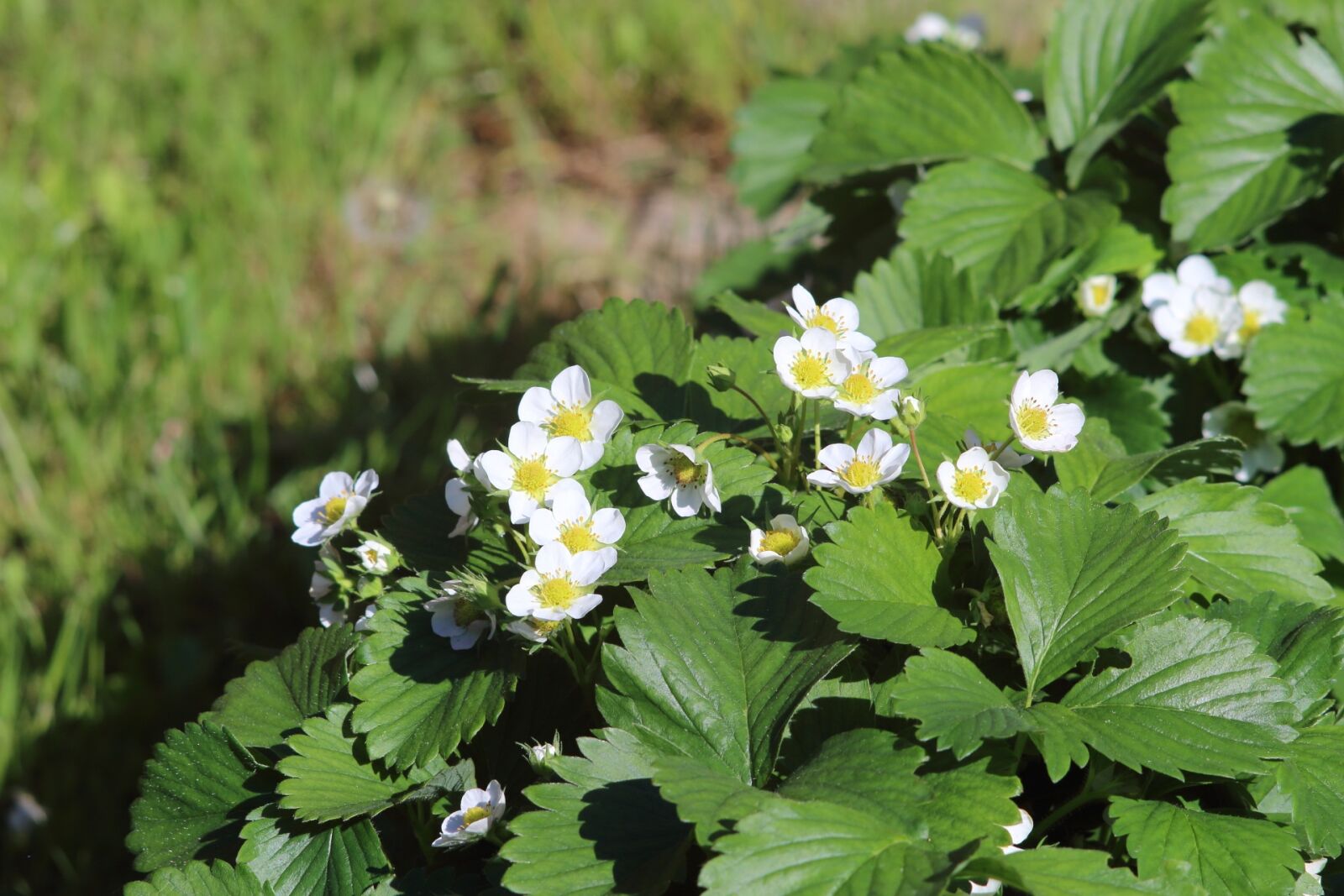 Canon EOS 1200D (EOS Rebel T5 / EOS Kiss X70 / EOS Hi) sample photo. Nature, plant, flower photography