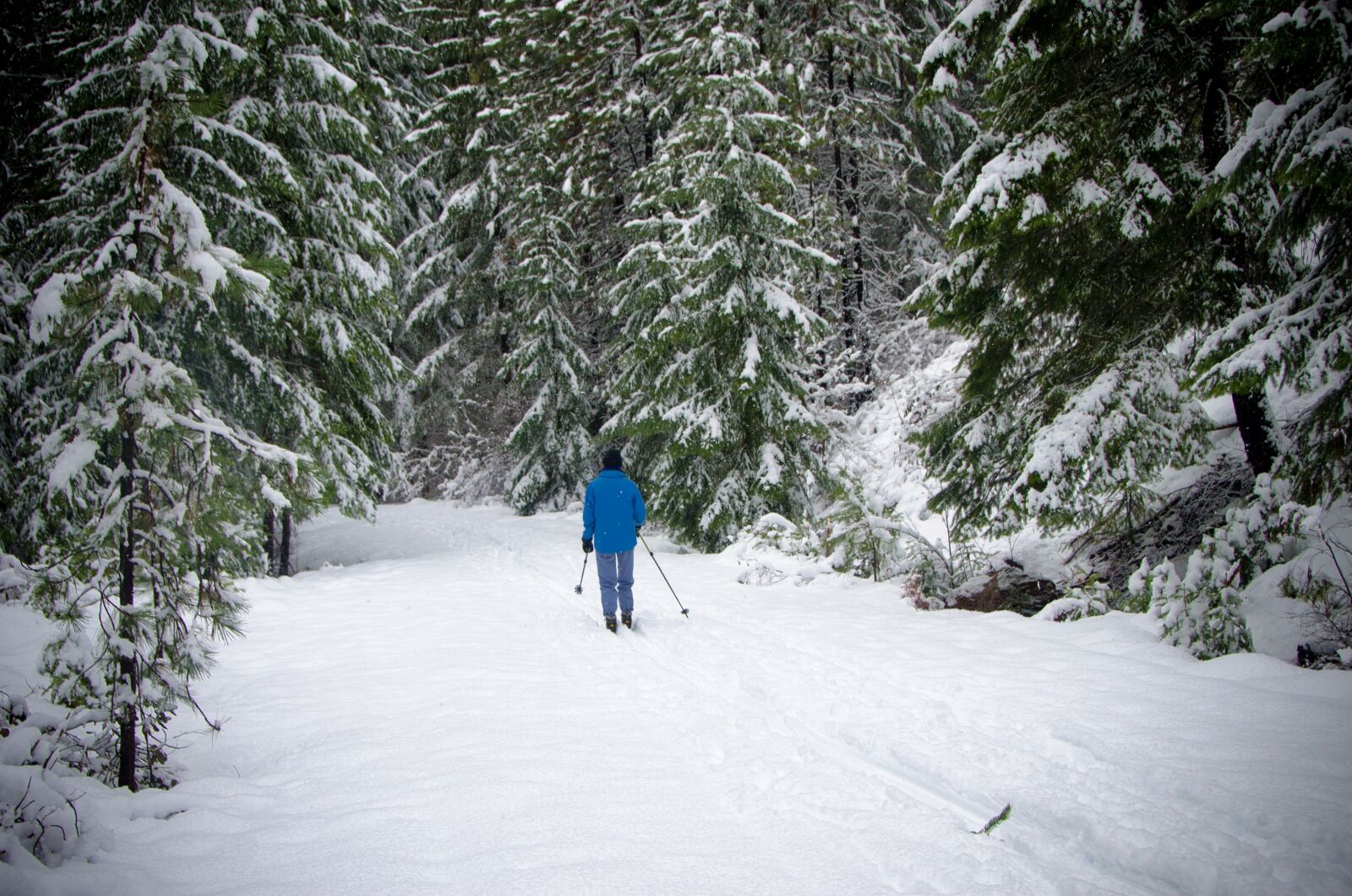 Nikon D7000 sample photo. Skiing, cross country, snow photography