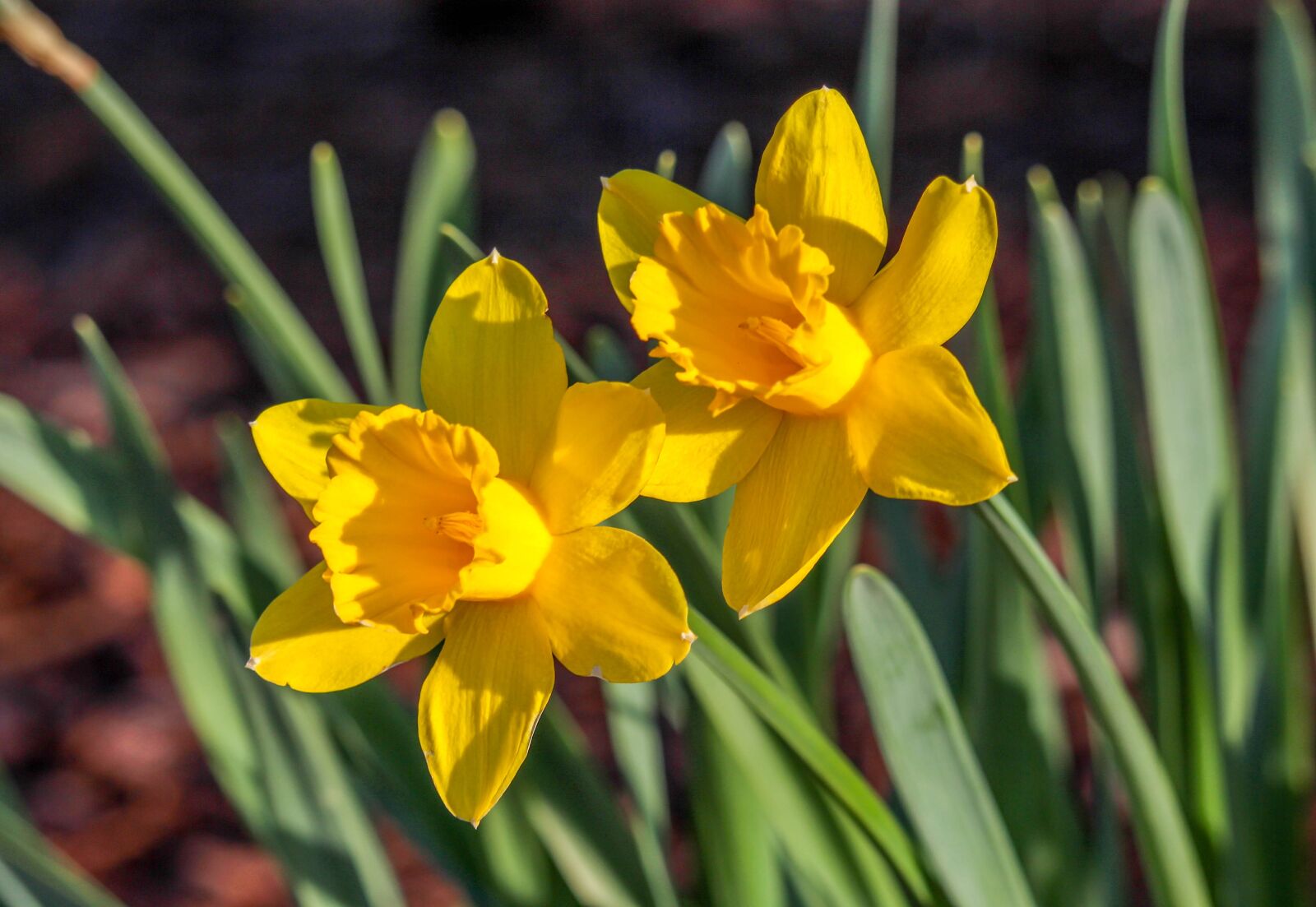 Canon EOS 700D (EOS Rebel T5i / EOS Kiss X7i) sample photo. Flower, nature, flora photography