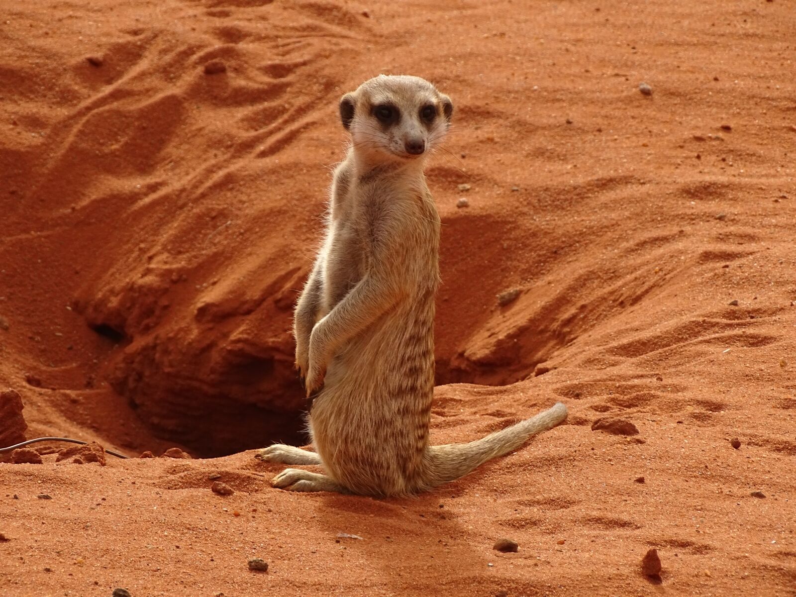 Sony Cyber-shot DSC-HX400V sample photo. Namibia, meerkat, africa photography