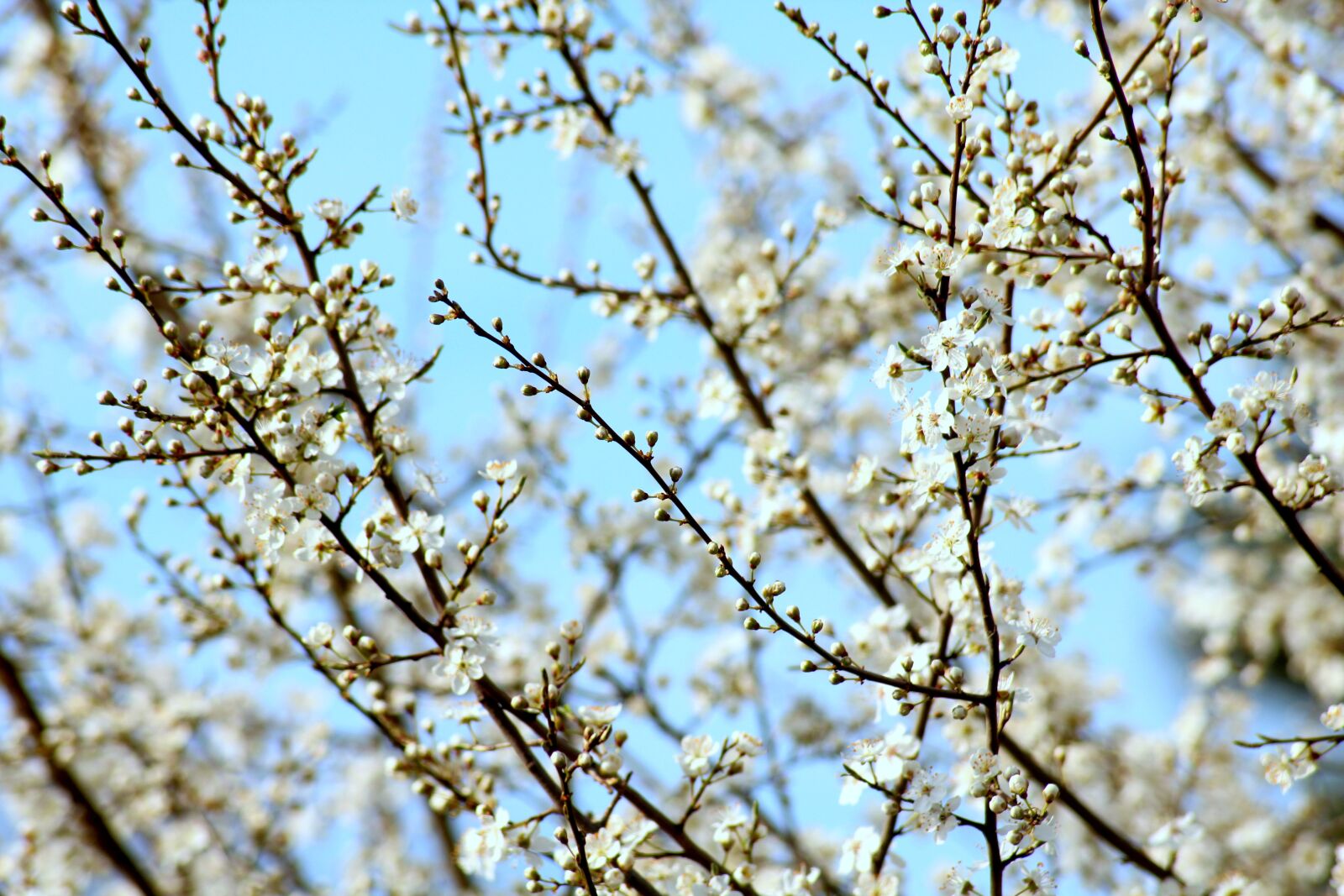 Canon EOS 1200D (EOS Rebel T5 / EOS Kiss X70 / EOS Hi) sample photo. Flowering trees, spring, fruit photography