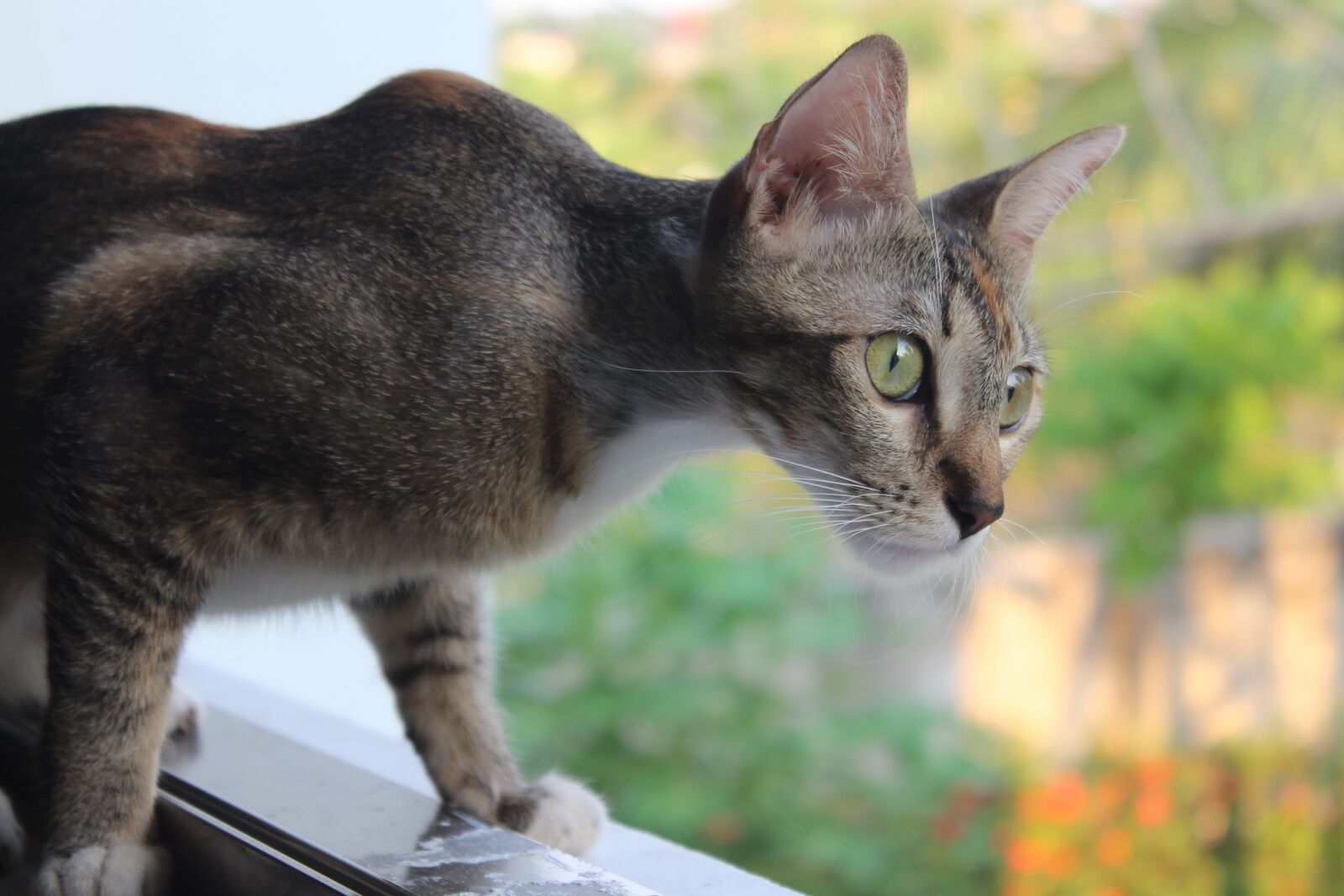 Canon EOS 1300D (EOS Rebel T6 / EOS Kiss X80) sample photo. Feline, kitten, hairy photography