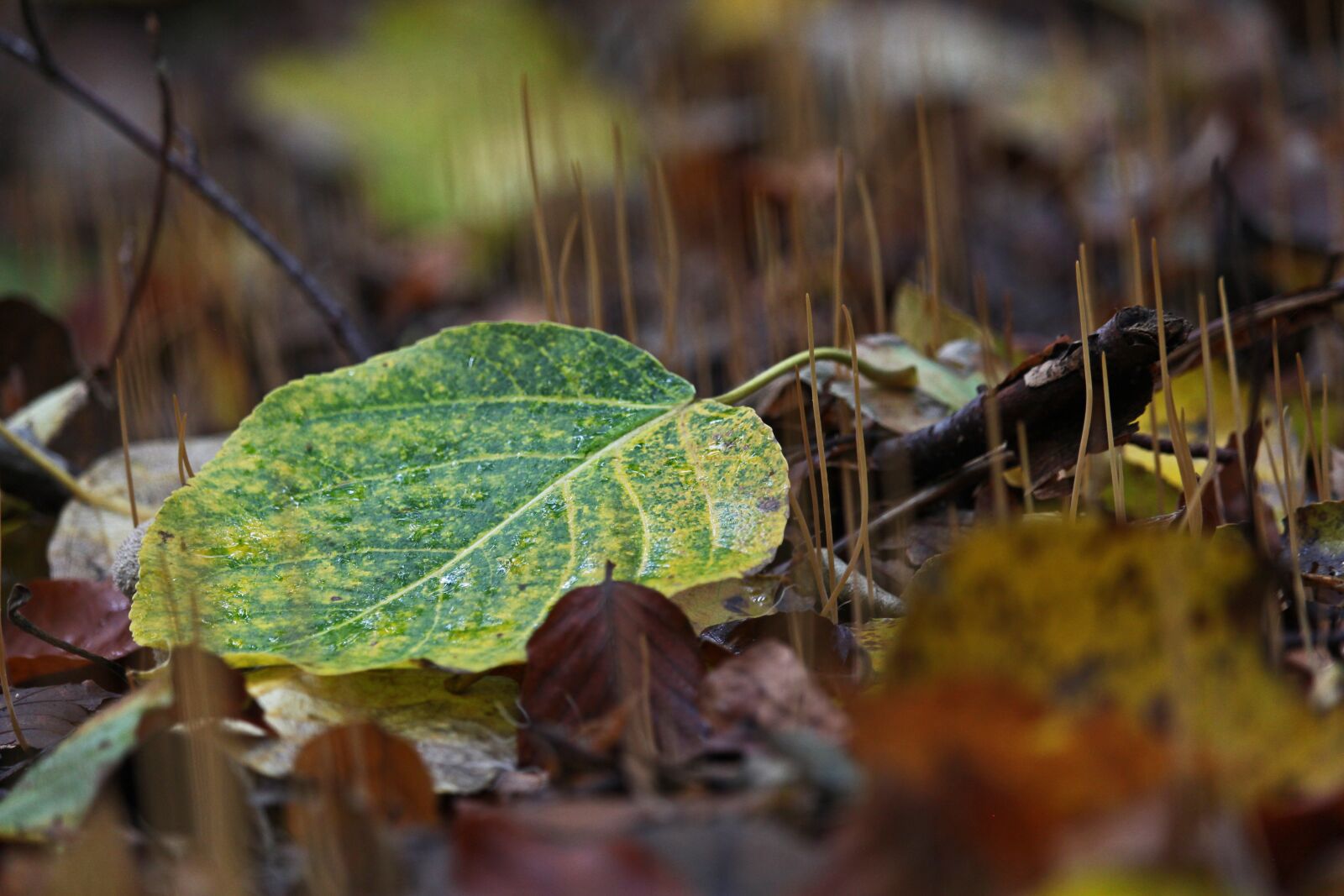 Canon EF-S 55-250mm F4-5.6 IS STM sample photo. Autumn, fall foliage, forest photography