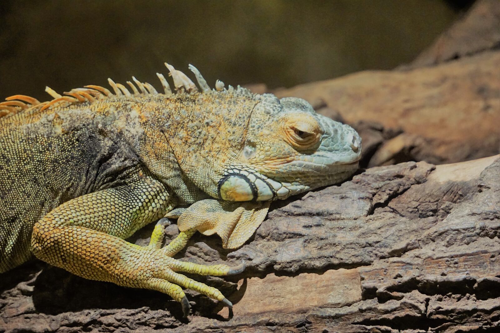 Sony E 55-210mm F4.5-6.3 OSS sample photo. Wildlife park, zoo, belgium photography