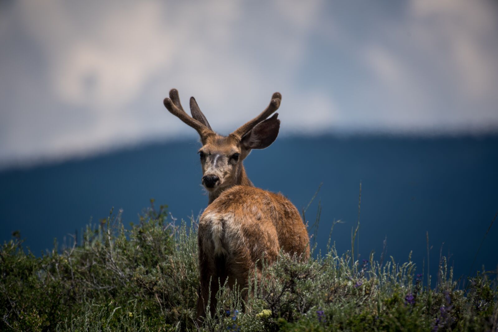 Nikon D750 sample photo. Deer, animal, horn photography
