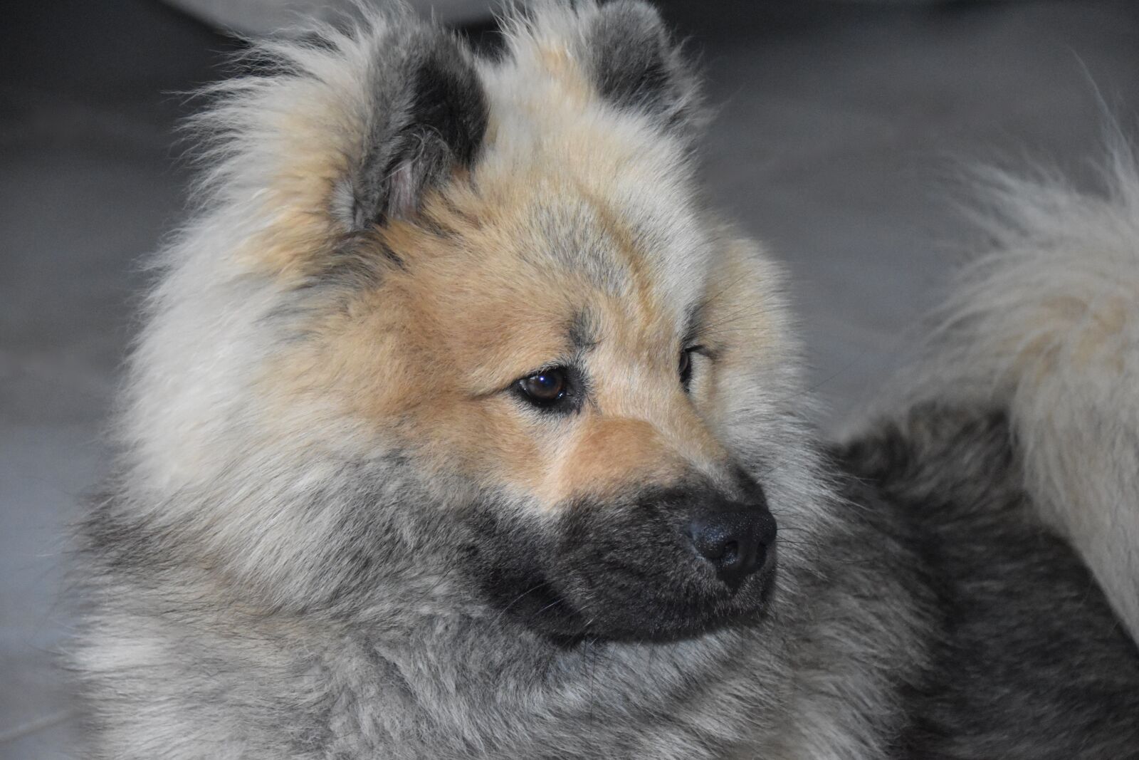 Nikon D5600 sample photo. Dog, dog eurasier, portrait photography