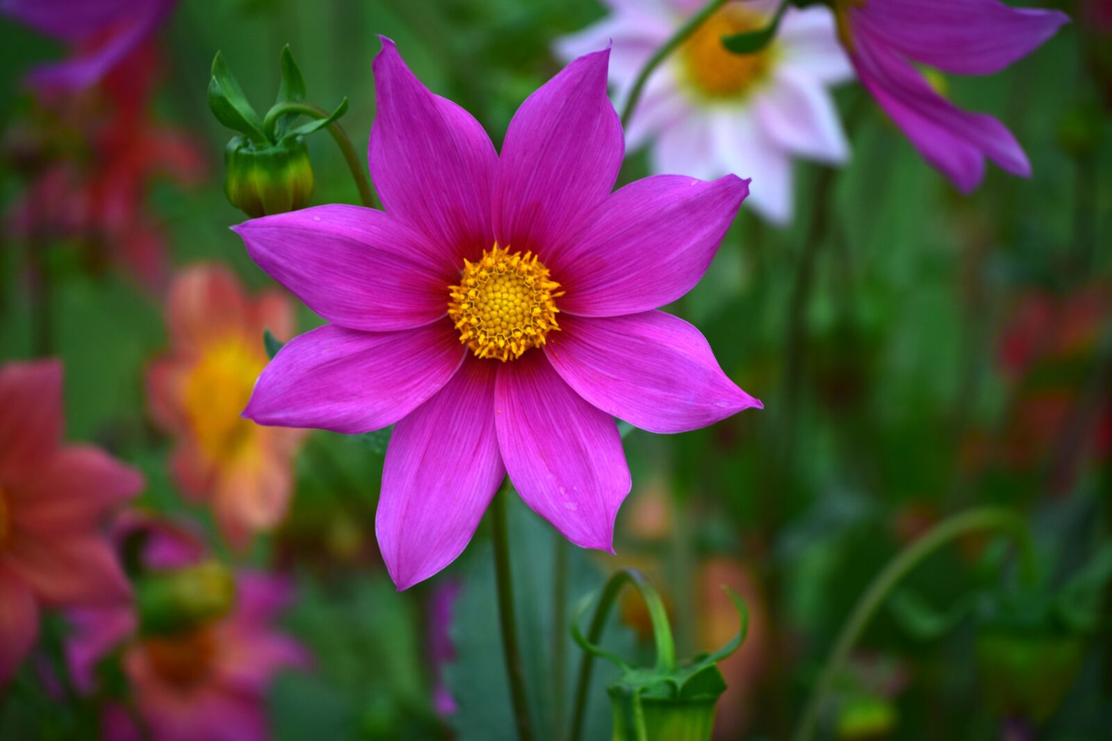 Nikon D5300 sample photo. Flower, dahlia, petals photography