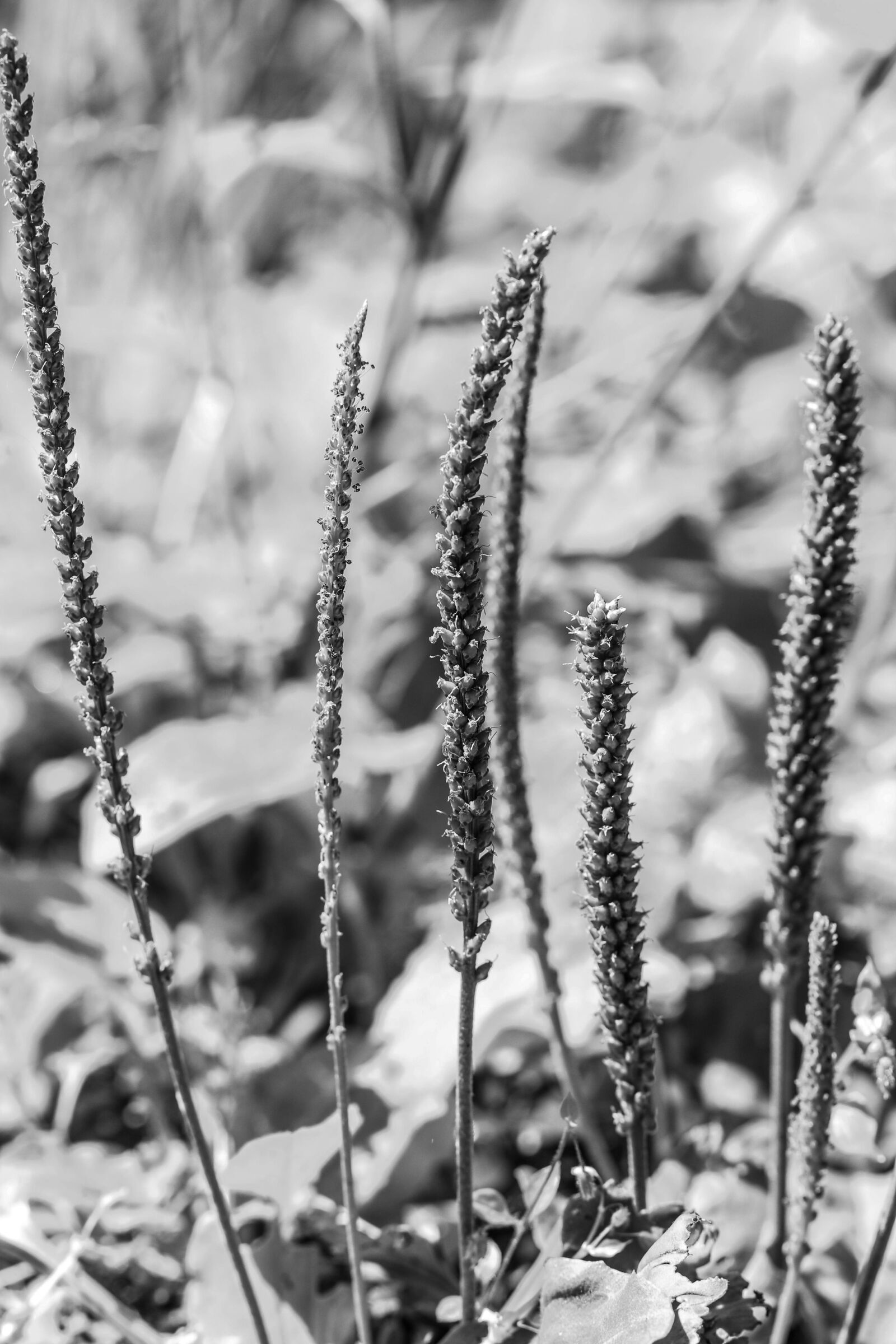 Canon EOS 7D Mark II sample photo. Plant, nature, growth photography