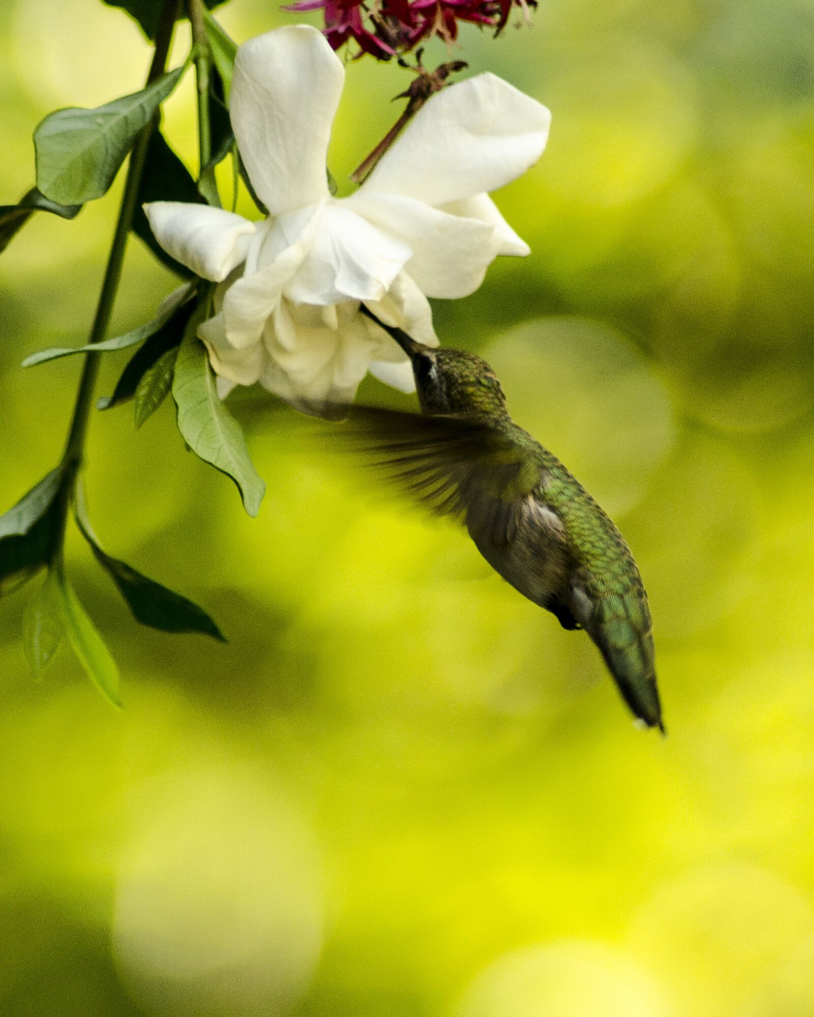 Nikon D7000 sample photo. Nature, leaf, flower photography