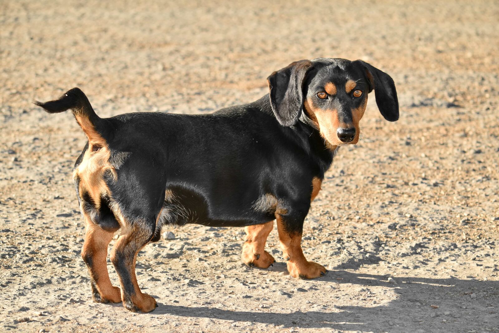 Nikon D5500 sample photo. Dachshund, dog, purebred, side photography