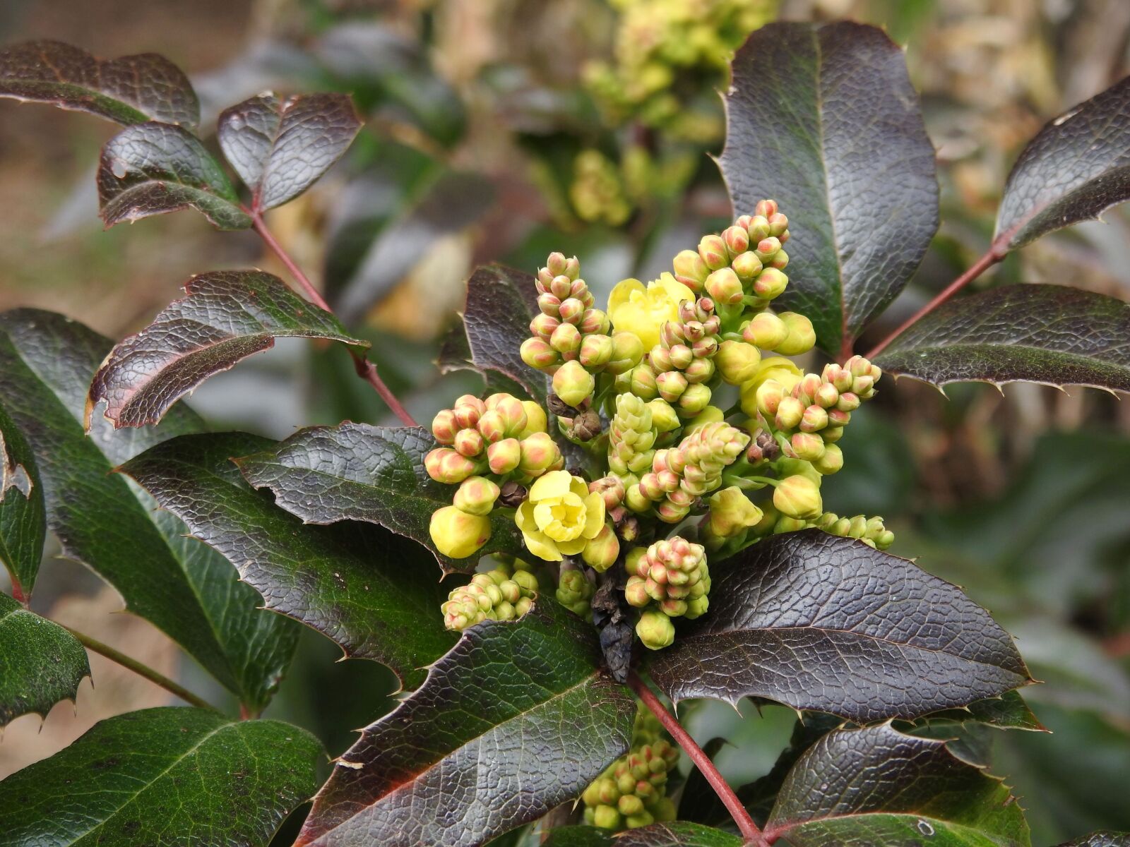 Nikon Coolpix P900 sample photo. Barberry, mahogany, blossom photography