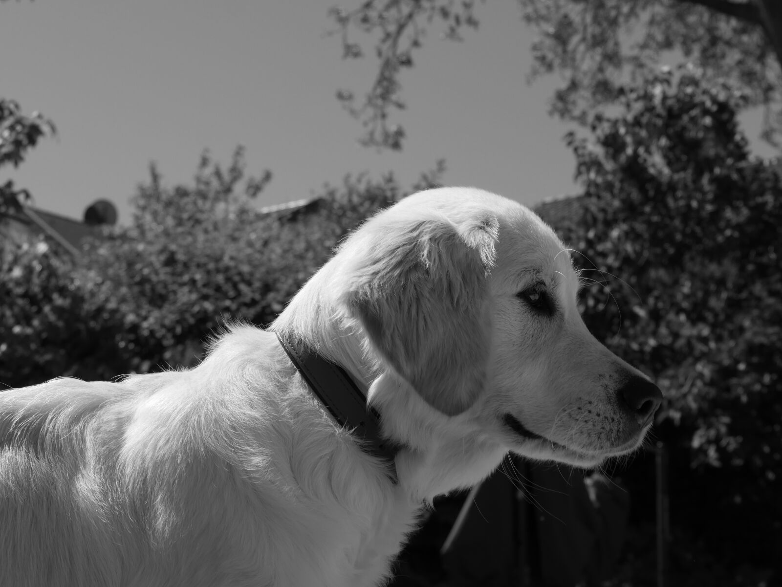 Panasonic DMC-G70 sample photo. Dog, black and white photography