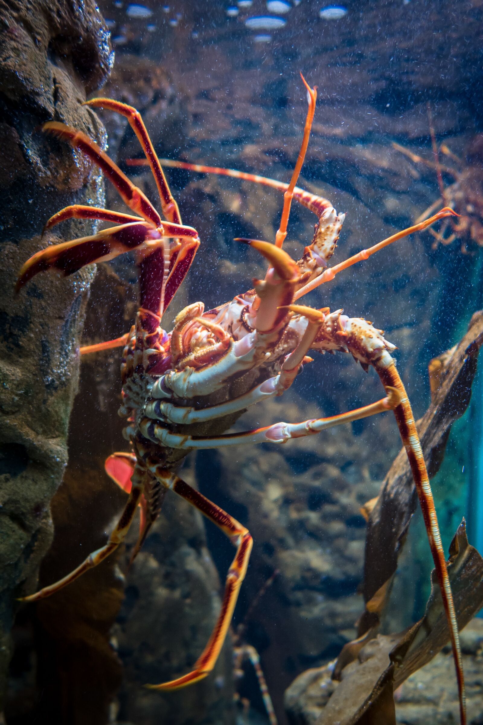 Canon PowerShot G7 X sample photo. Lobster, aquarium, crustacean photography