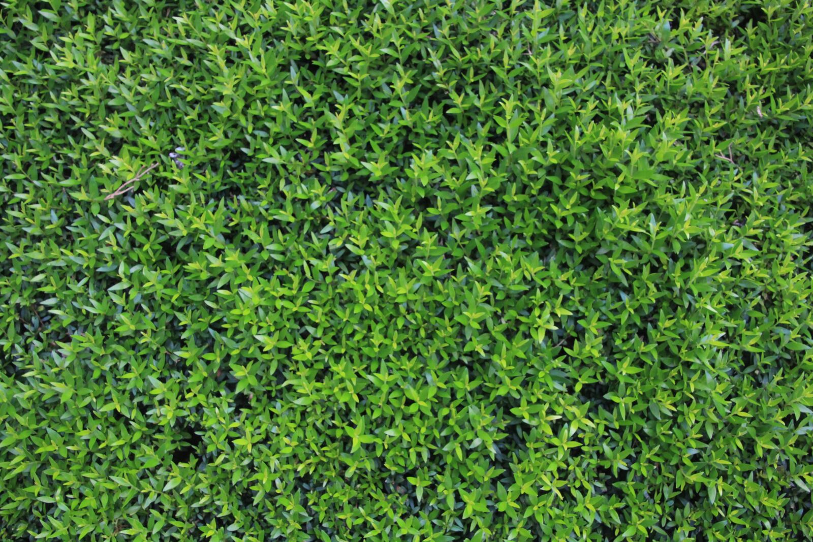 Canon EOS 600D (Rebel EOS T3i / EOS Kiss X5) sample photo. Plant, tree, green photography