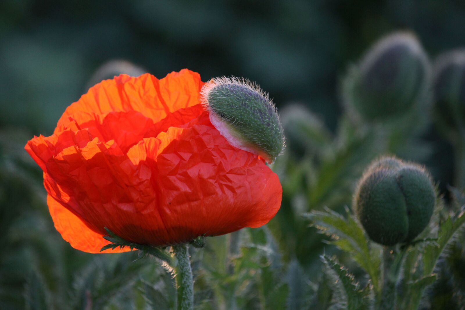 Canon EOS 60D + Canon EF-S 55-250mm F4-5.6 IS STM sample photo. Poppy flower, poppy bud photography