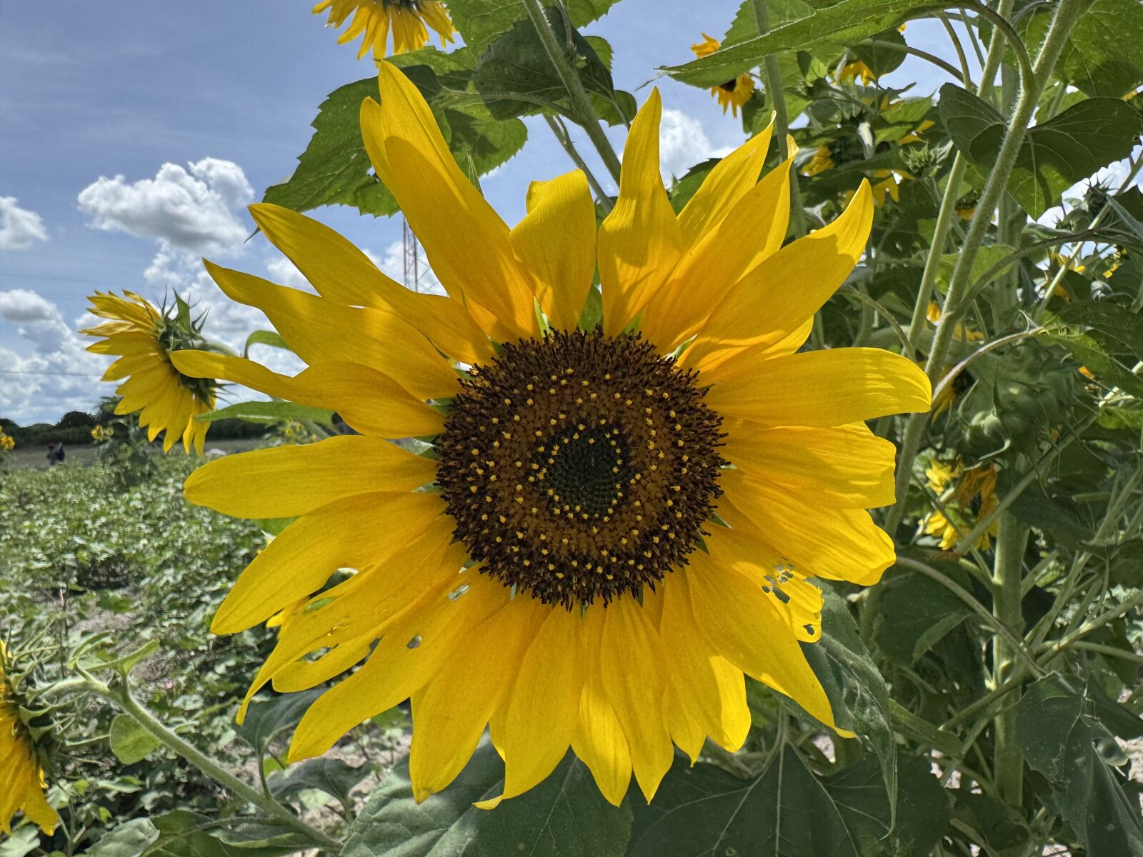 Apple iPhone 15 Pro Max sample photo