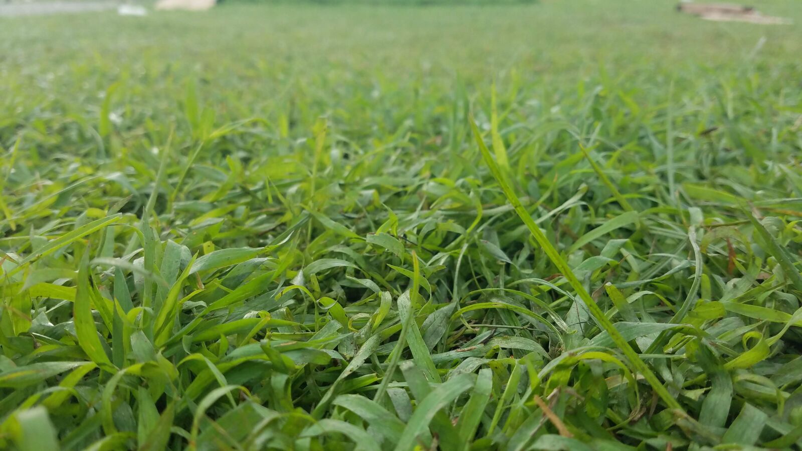 Samsung Galaxy S7 Active sample photo. Grass, nature, green photography