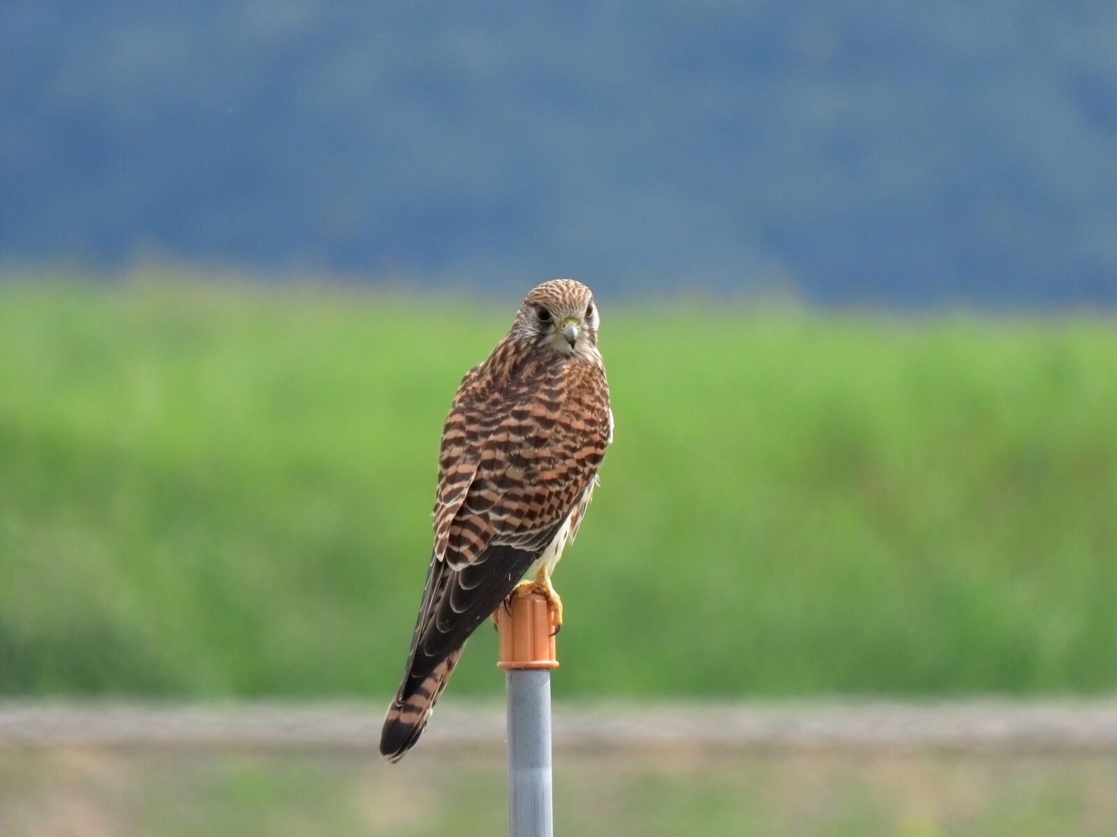Canon PowerShot SX70 HS sample photo. Animal, the countryside, bird photography