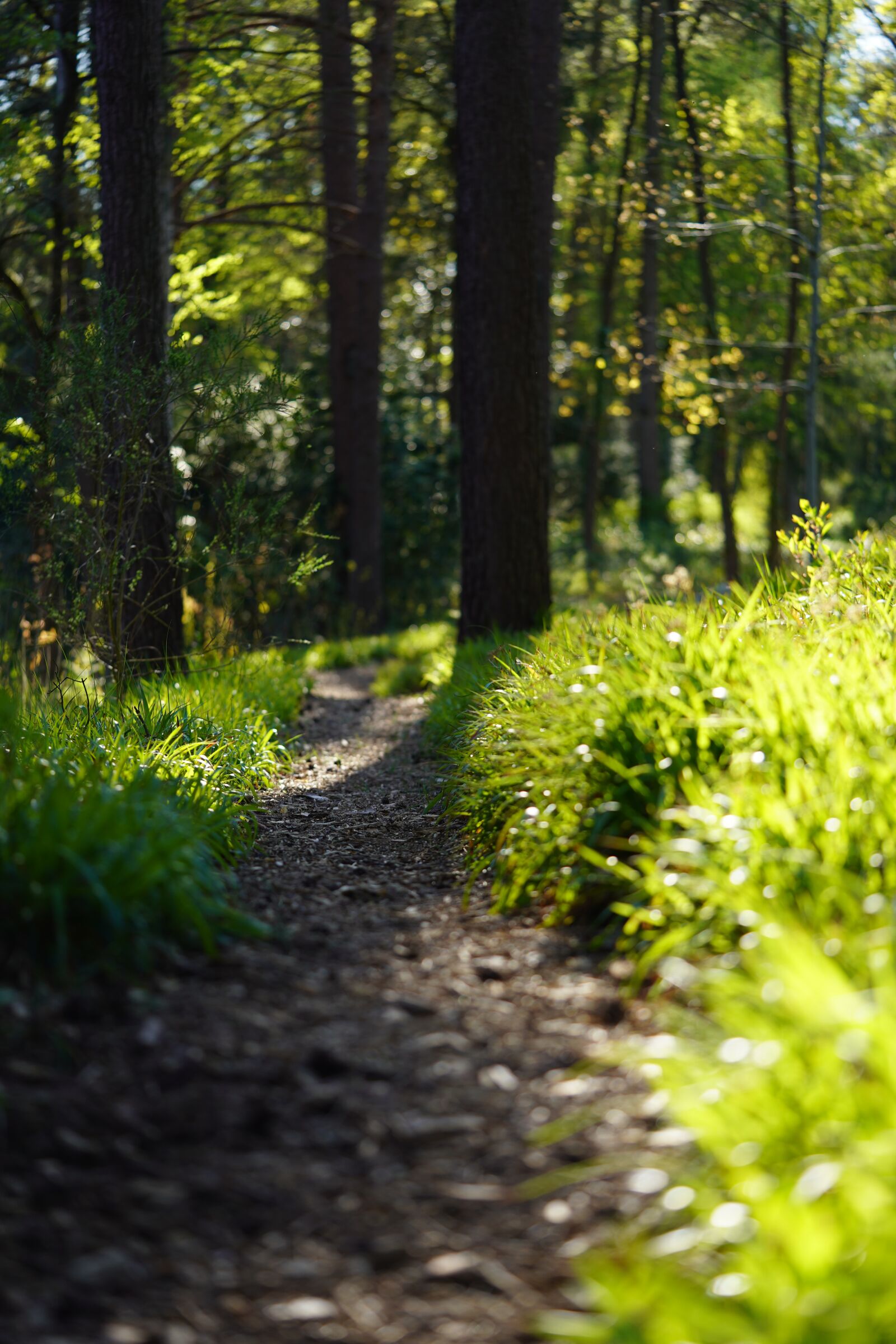 Sony a7 III + Sony FE 90mm F2.8 Macro G OSS sample photo. Path, green, forest photography