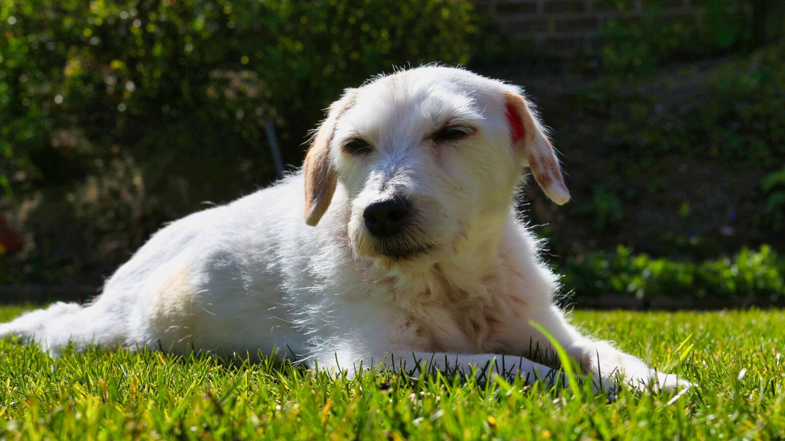 Canon EOS 700D (EOS Rebel T5i / EOS Kiss X7i) sample photo. Terrier, dog, purebred dog photography