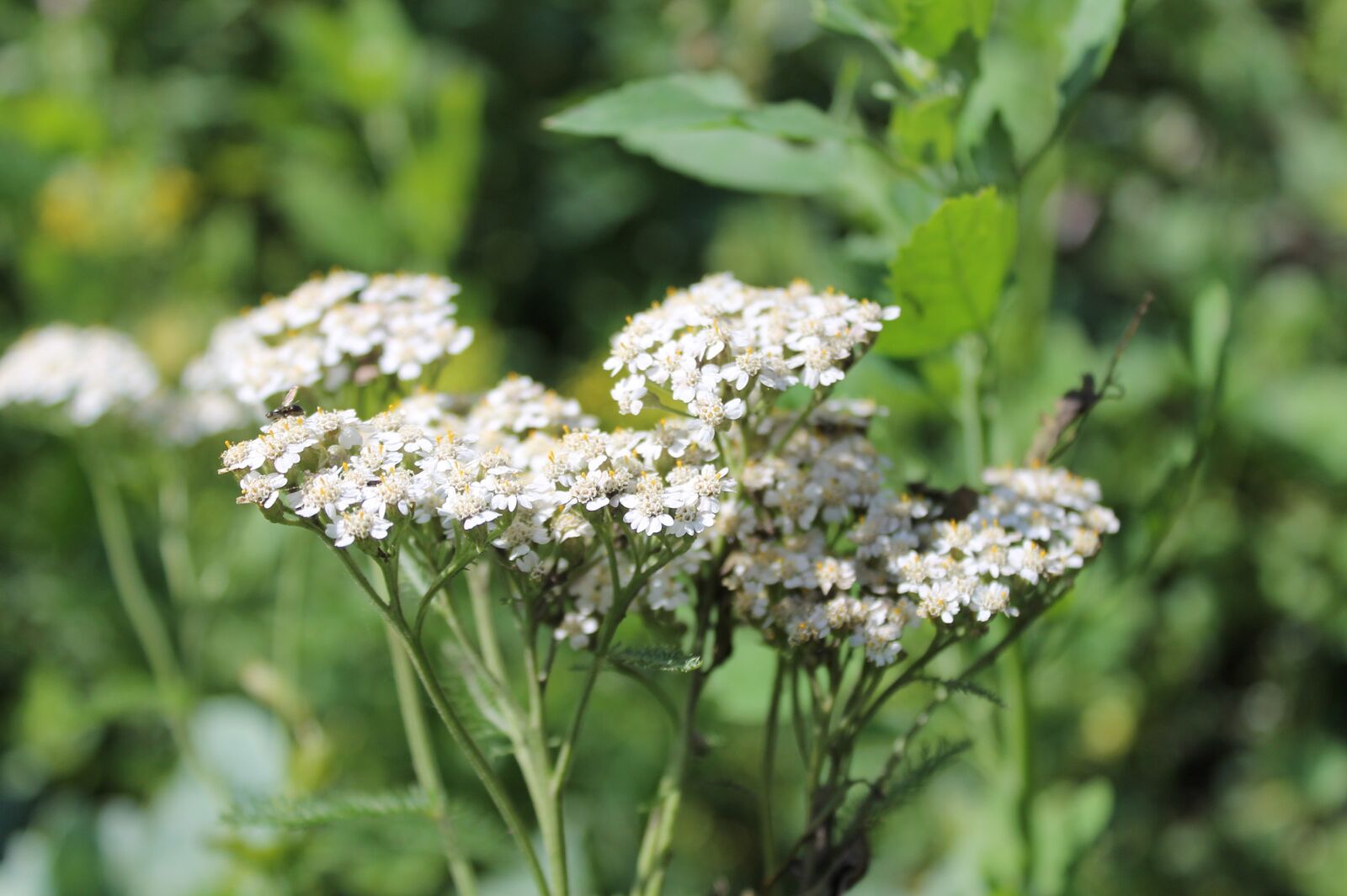 Canon EOS 1100D (EOS Rebel T3 / EOS Kiss X50) sample photo. Nature, yarrow, meadow photography