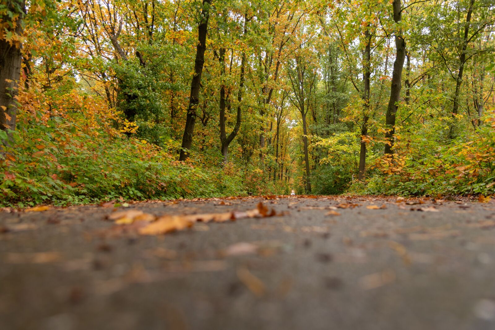 Nikon D750 sample photo. Forest, path, road photography