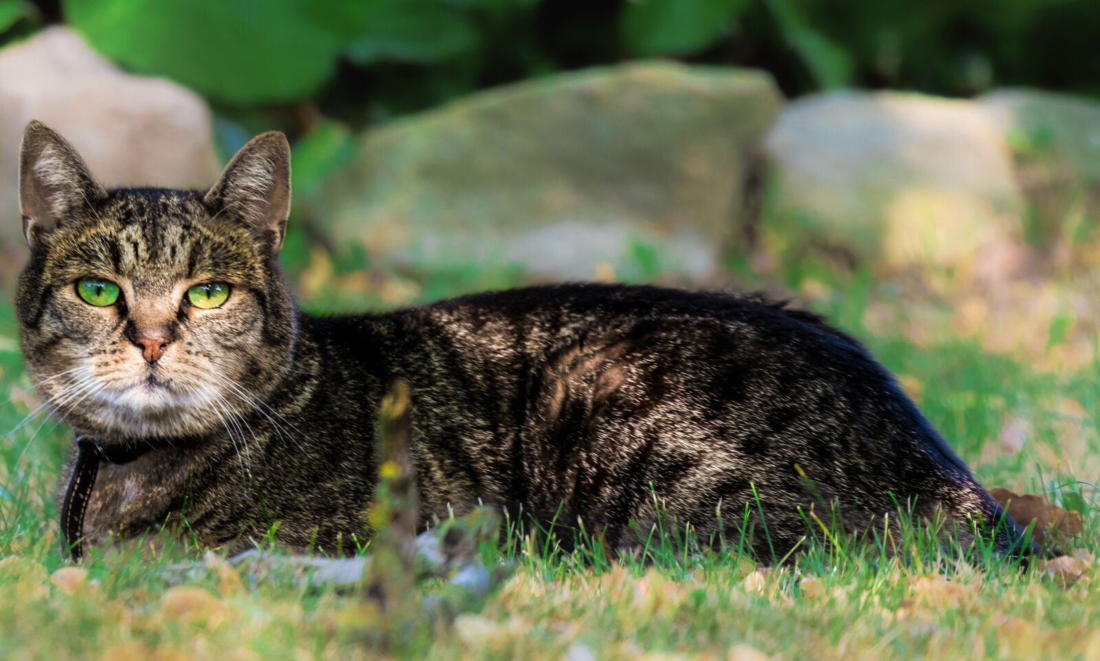 Canon EF-S 18-135mm F3.5-5.6 IS USM sample photo. Cat, pet, cat cat photography
