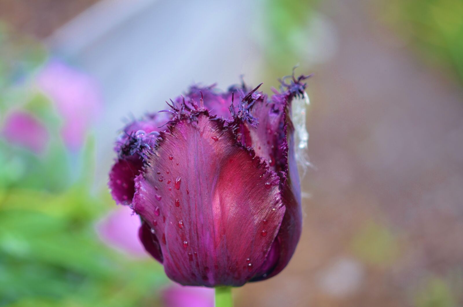 Nikon D7000 sample photo. Tulip, flower, spring photography