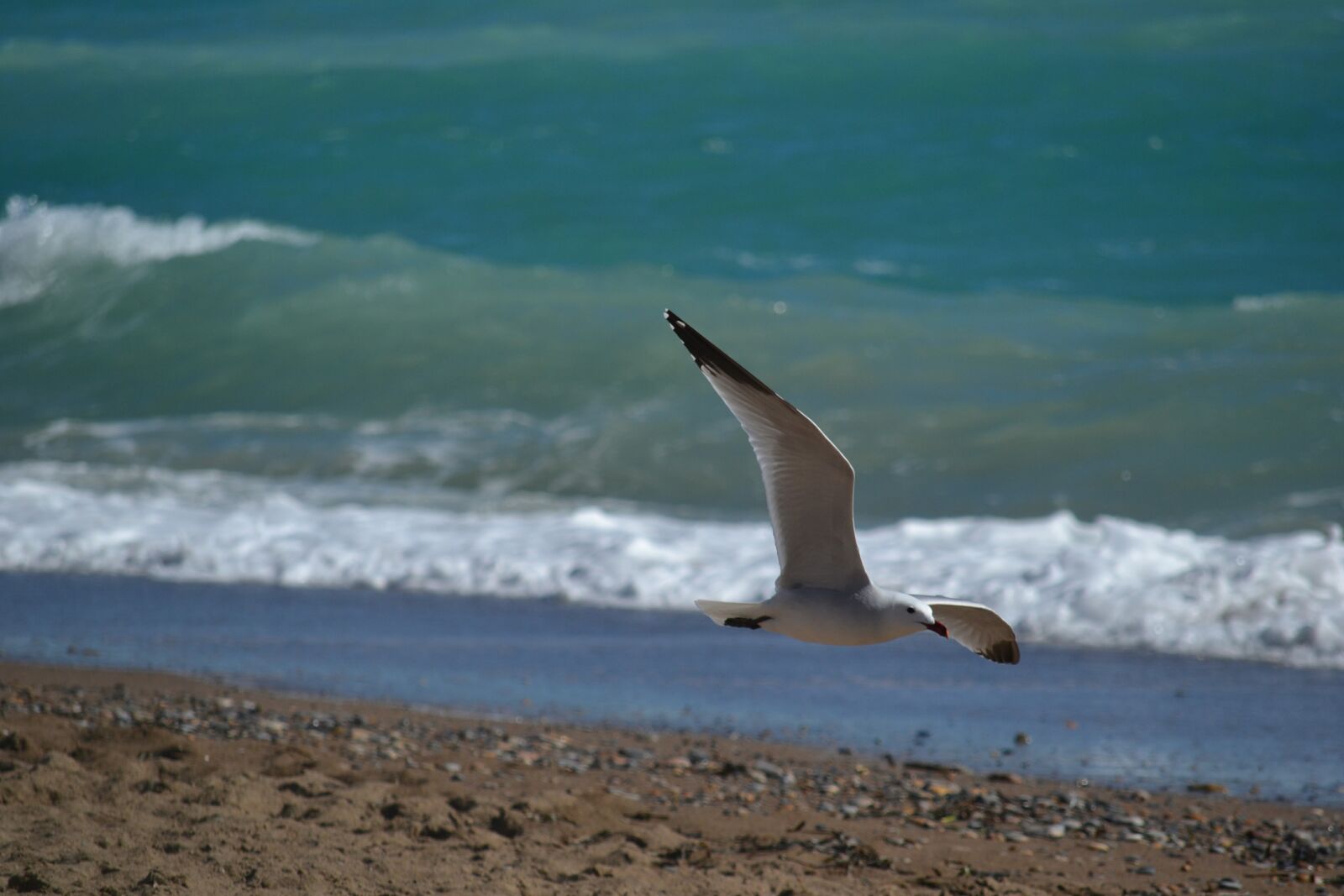 Nikon D3100 sample photo. Seagull, bird, sea photography