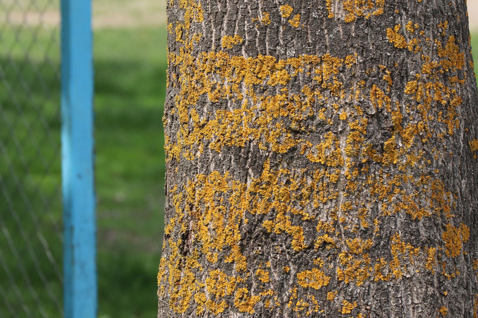 Canon EOS 77D (EOS 9000D / EOS 770D) sample photo. Tree, woods, yellow photography