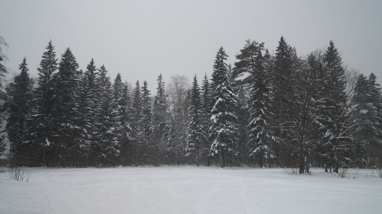 Sony SLT-A57 sample photo. Forest, silence, frost photography