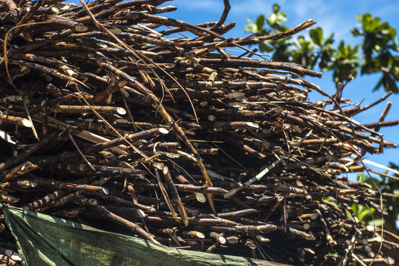 Canon EOS 70D sample photo. Sugarcane, sugar, trucks photography