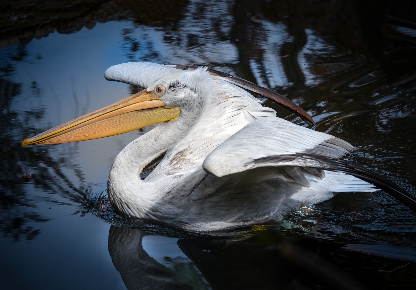 Nikon D5100 sample photo. Bird, animal world, waters photography