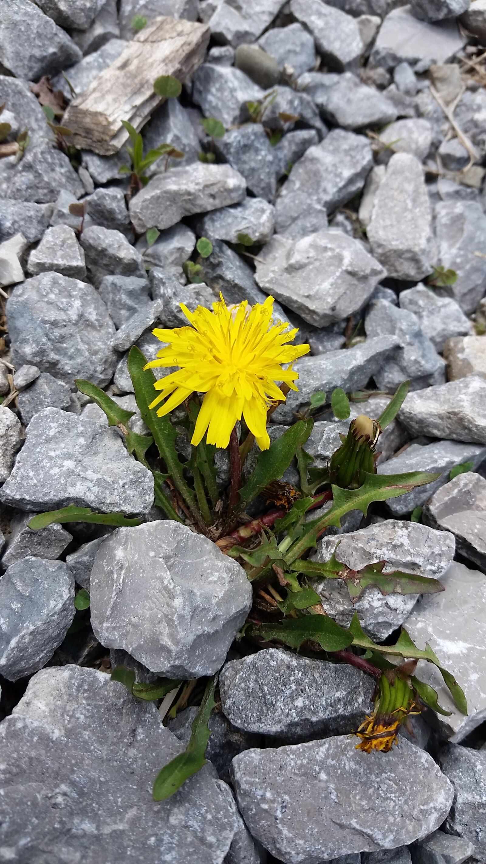 Samsung Galaxy S5 sample photo. Flower, dandelion, herb photography