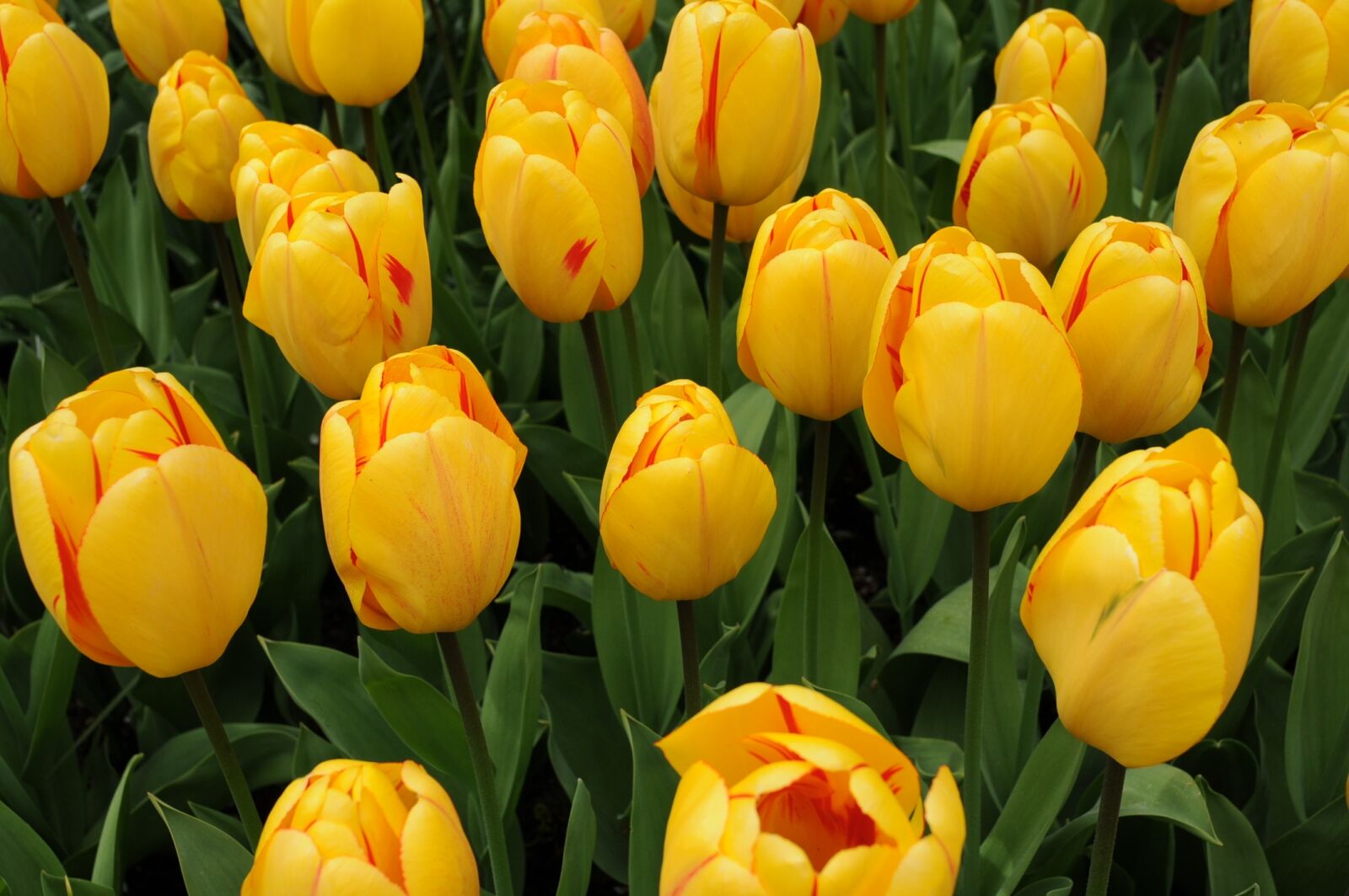 Nikon D300 sample photo. Tulip, flower, garden photography