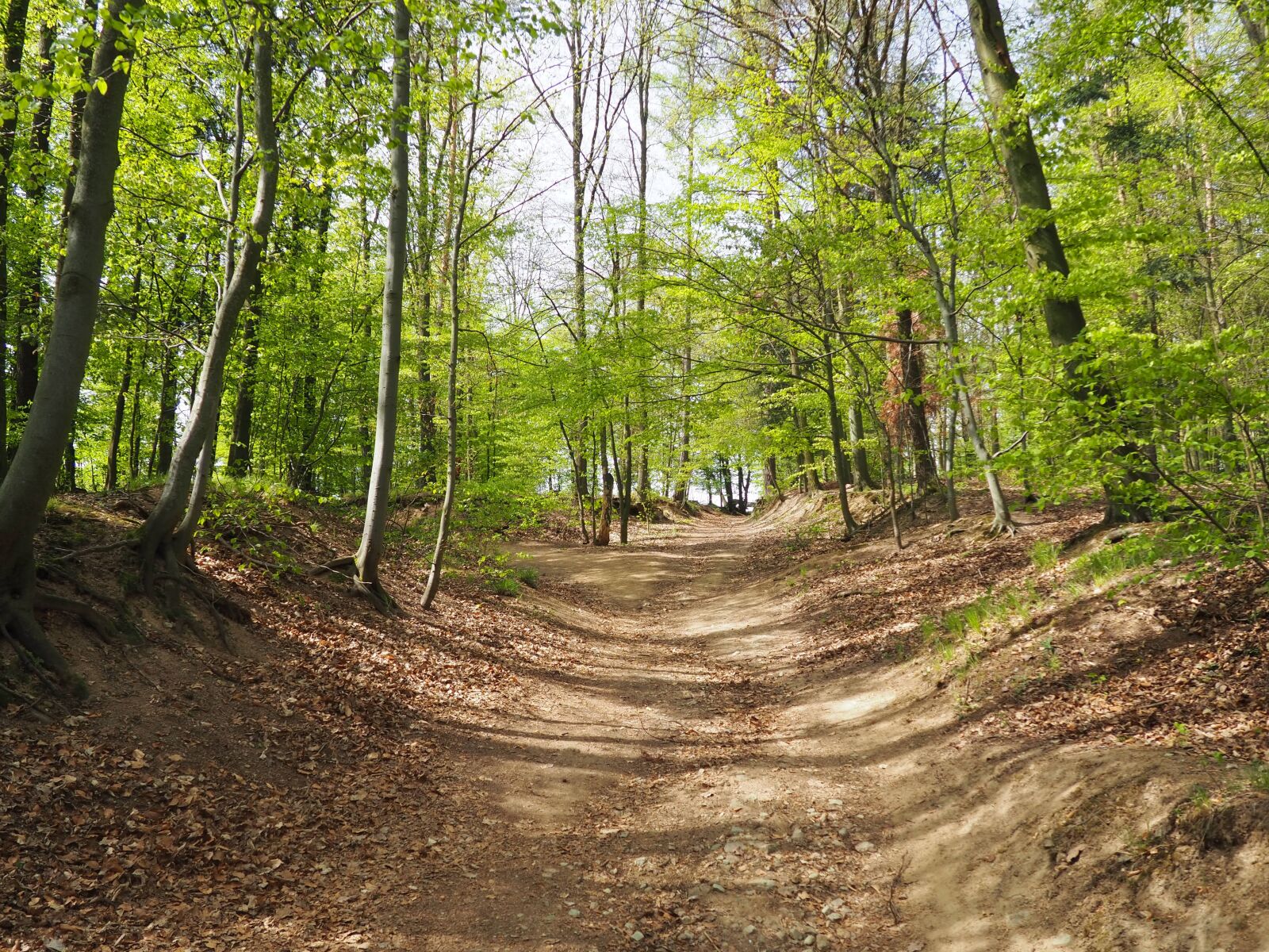 Olympus OM-D E-M10 III sample photo. Trees, path, nature photography