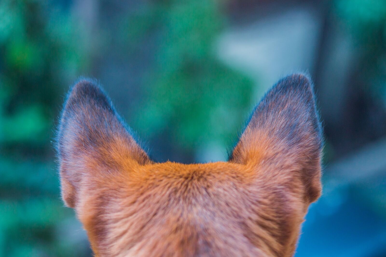 Canon EOS 70D + Canon EF 50mm F1.8 II sample photo. Dog, paw, animal photography