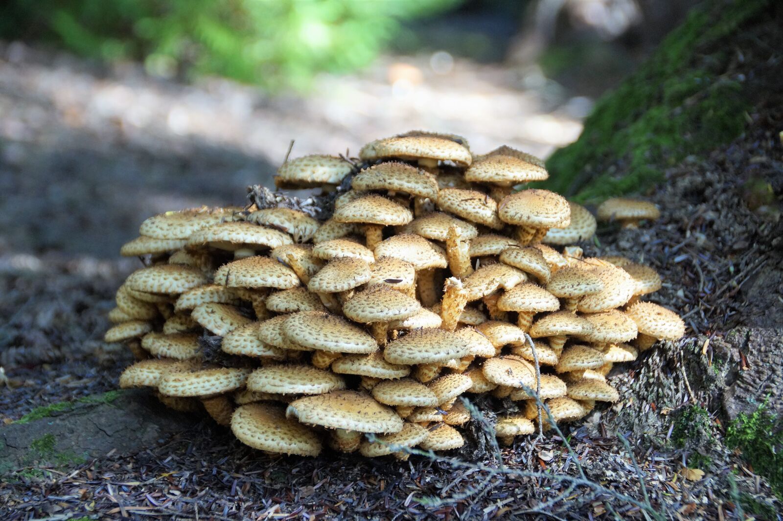 Sony SLT-A58 sample photo. Mushrooms, armillaria mellea, forest photography